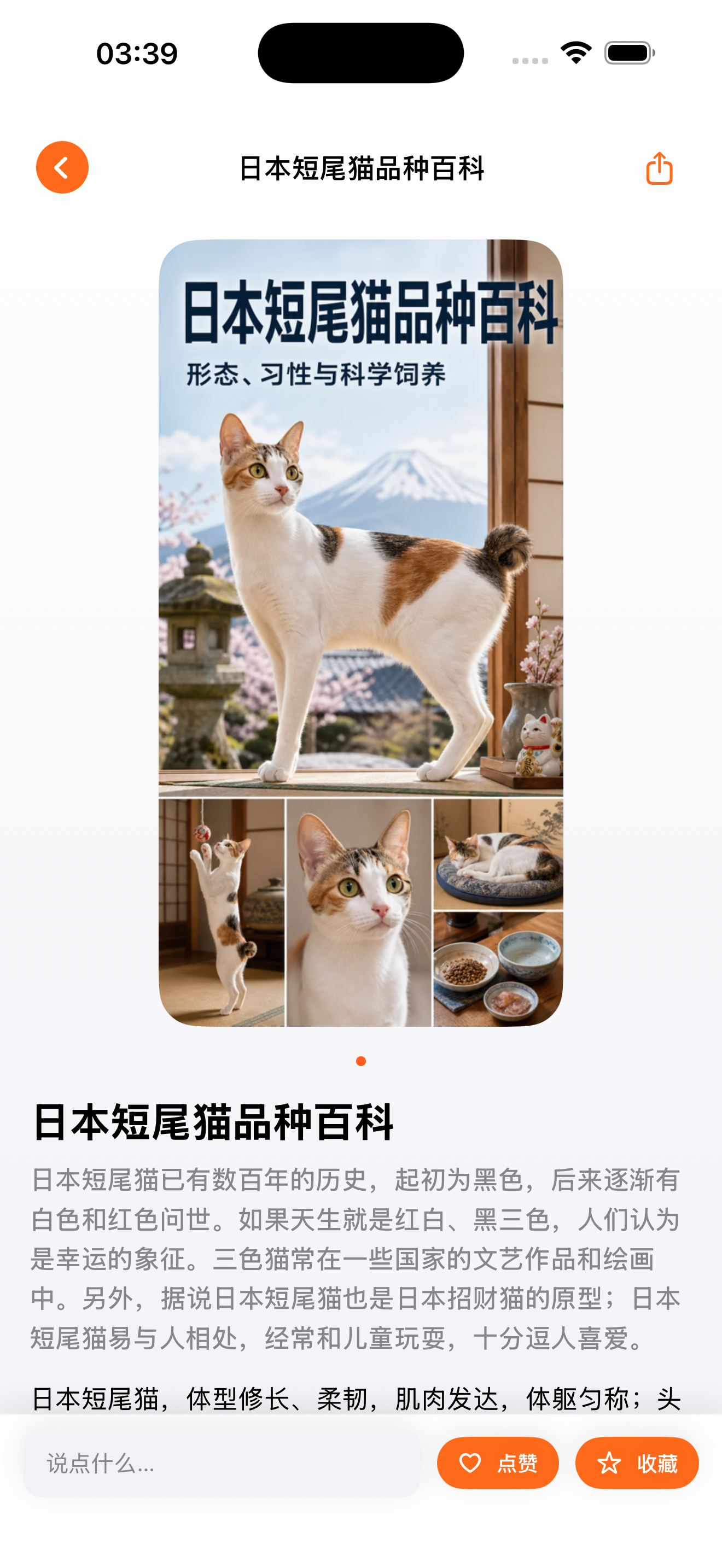 Youv 科普文章,日本短尾猫品种百科的封面和正文